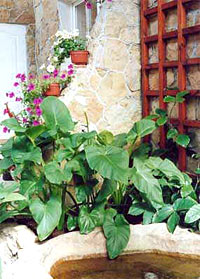 кактусы и фиалки для климата в помещении